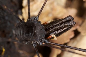 Media type: image;   Invertebrate Zoology 29278
